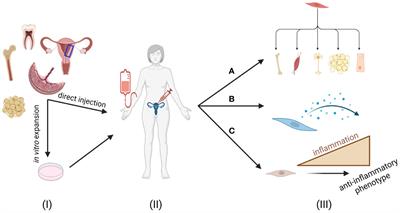 Impaired receptivity of thin endometrium: therapeutic potential of mesenchymal stem cells